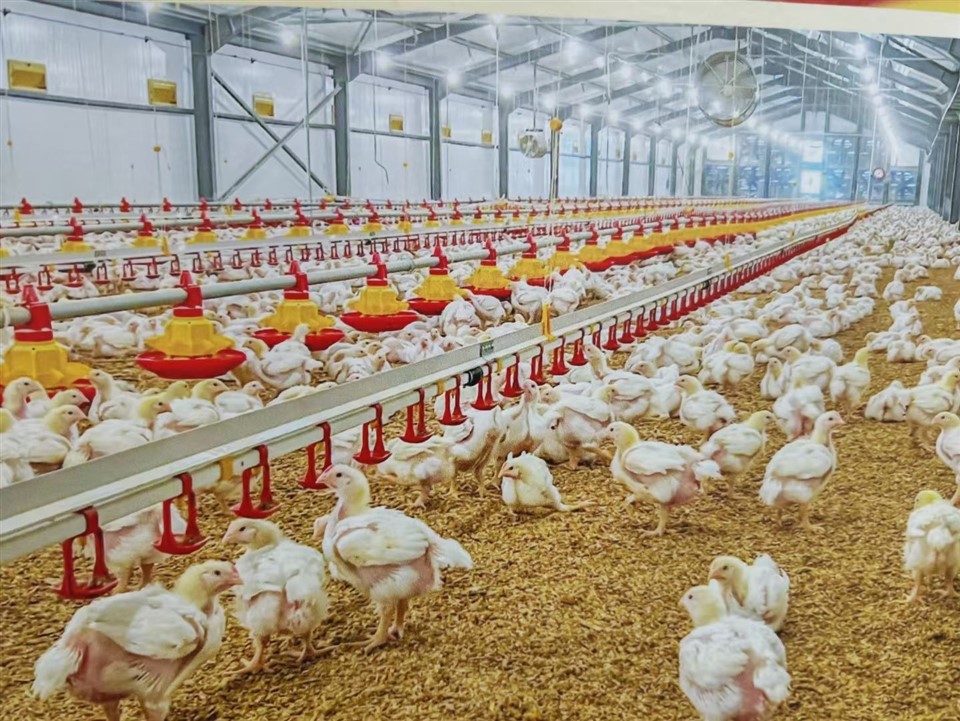 Automatic Rasing Feeding Lines factory Automatic Rasing Feeding Lines factory